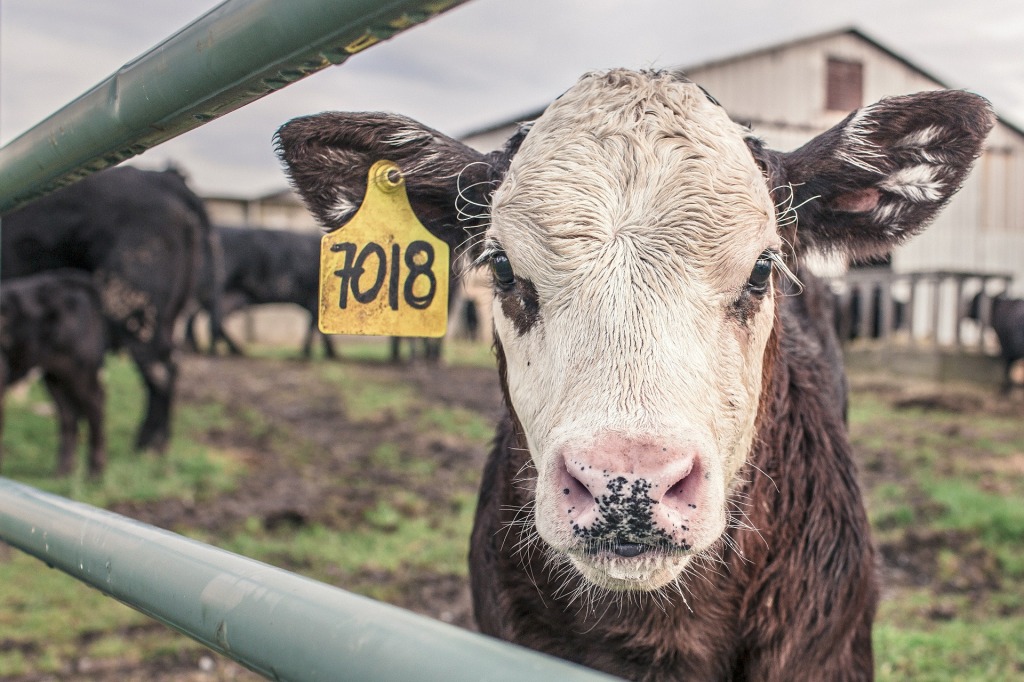 A small beef cattle calf is staring at the camera. Beef industry increases deforestation remarkably. It is not only the production that should be blamed, it is also about the consumption.